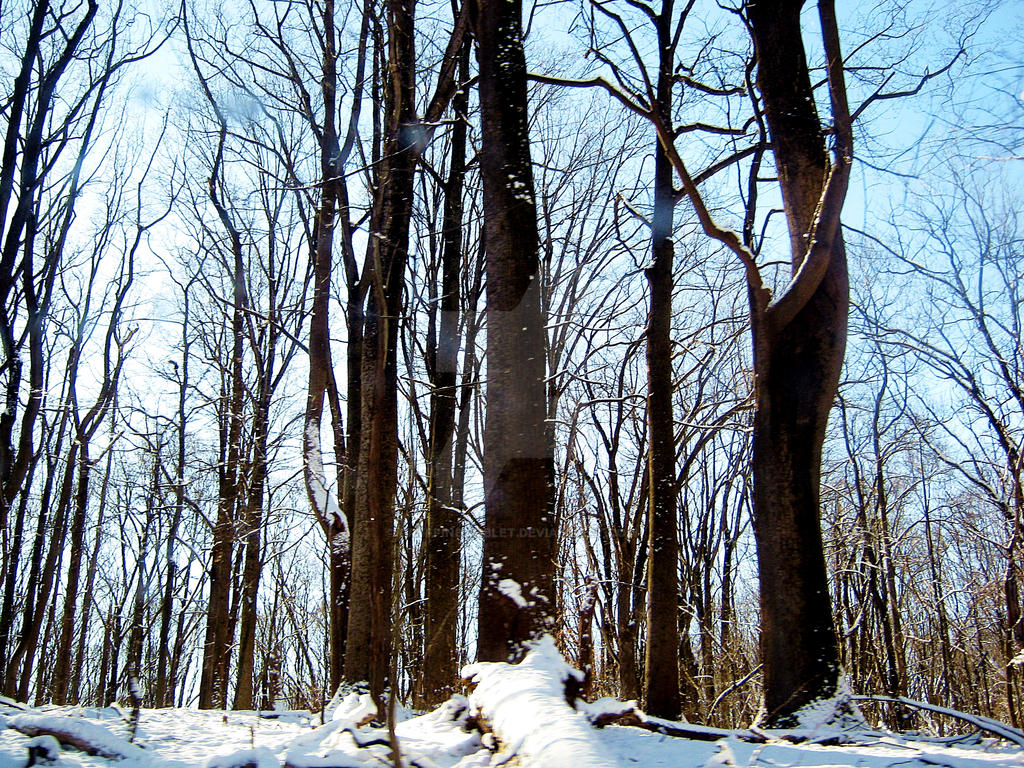 Some snowy trees