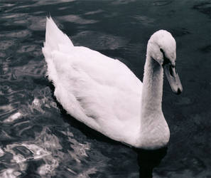 swan