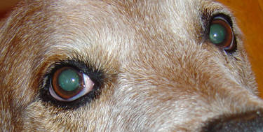 my dogs eyes