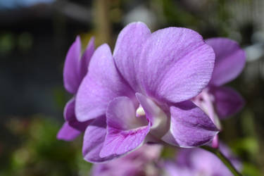 Purple orchid