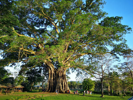 Century Tree