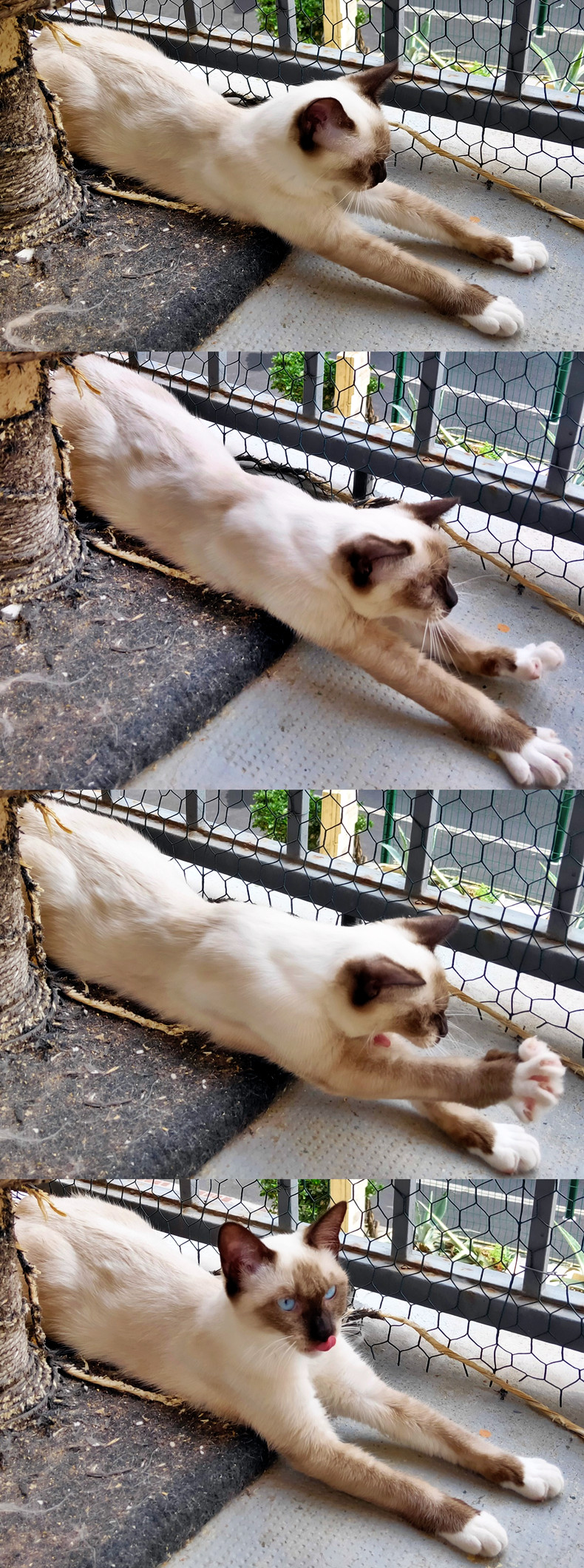 Etirements Suivis D Un Tirage De Langue By Catvalry Commander On Deviantart Etirements Suivis D Un Tirage De Langue By Catvalry Commander On Deviantart