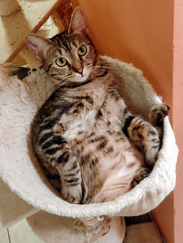 Diane in one of the hammocks of the cat tree (2)