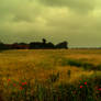 Poppies and a Corn Field