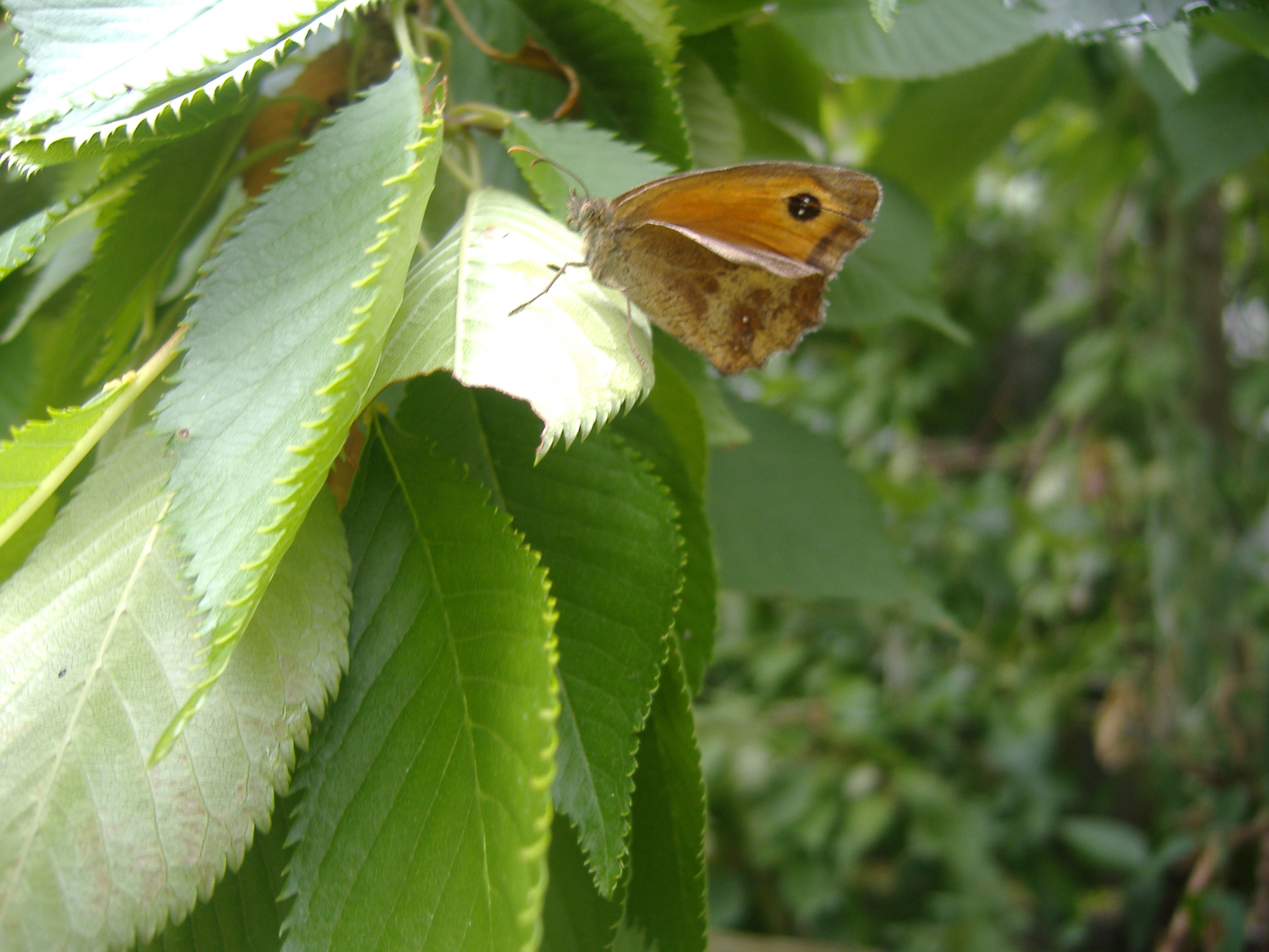 Another butteyfly