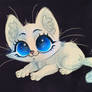 White Kitten