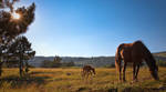 horses by tsvan