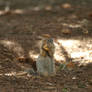 Ground squirrel 3