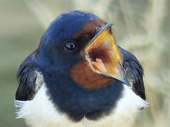 Barnswallow