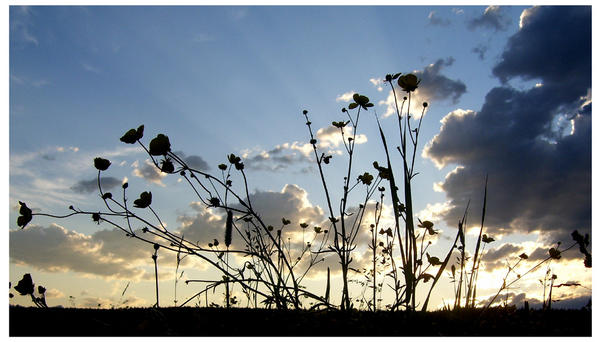 Buttercup Sunset