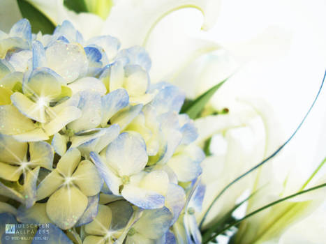 Sparkles on Blue Hydrangea