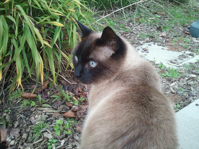 Siamese