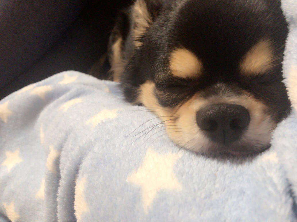 my dog rui rui by Lemonxorangekei on DeviantArt