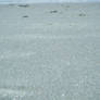 Beach Texture 007