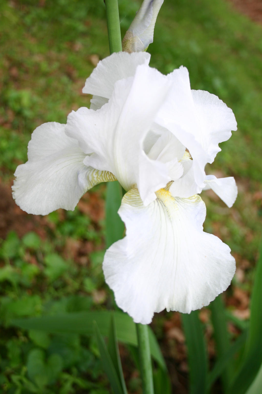 White Iris 0001