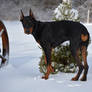 Doberman Dog 0001