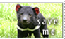 save the tasmanian devils