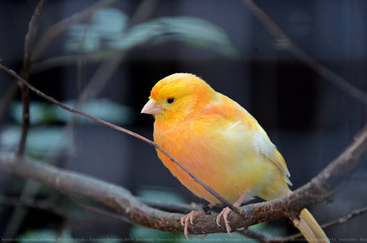 Orange canary-bird