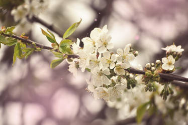 Cherries flowers