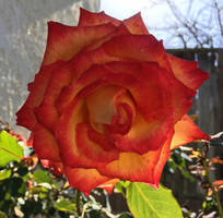 Sunday Morning Rose