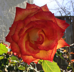 Sunday Morning Rose