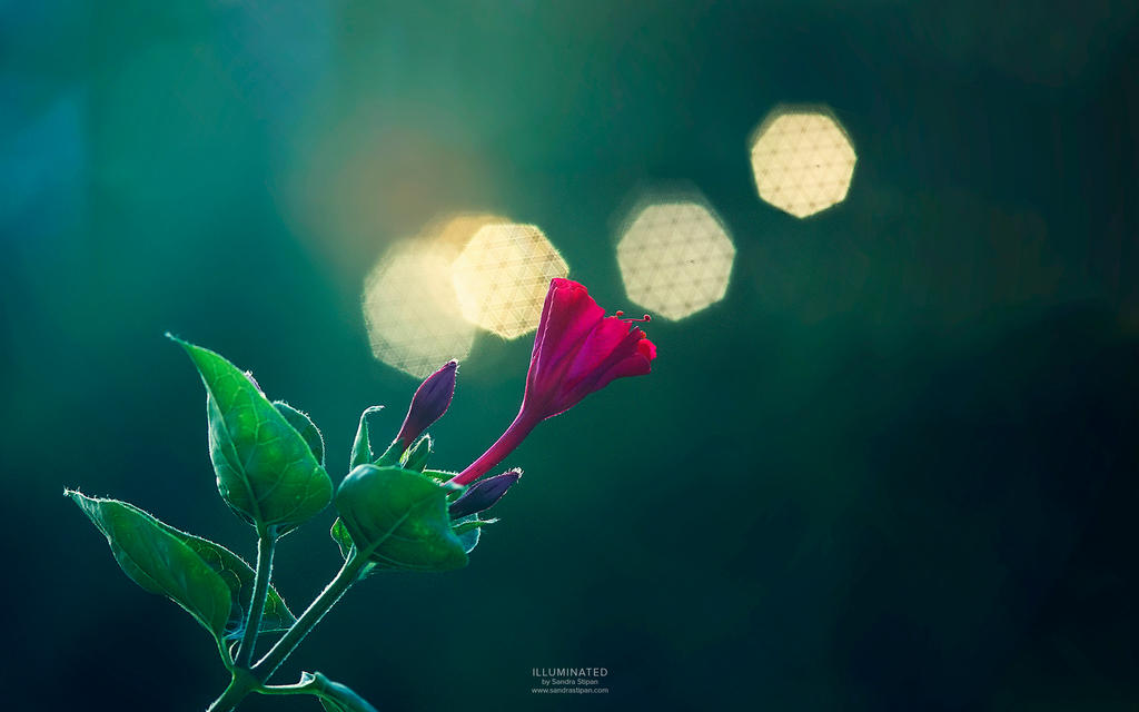 Illuminated - wallpaper by Evey90