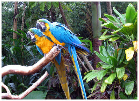 Brazilian Parrots