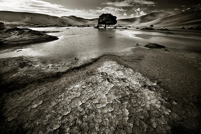 Water Tree by Zefisheye