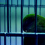 Caged Green