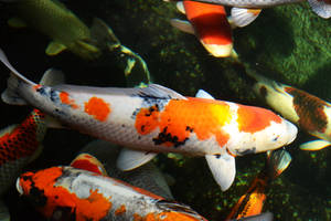 Koi Stock 3