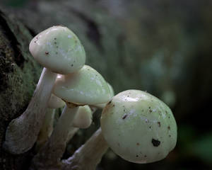 Slimy Mushrooms