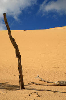 Dune picture