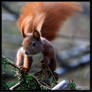 Eurasian Red Squirrel