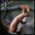 Eurasian Red Squirrel III by Haufschild