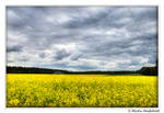 Waiting for rain II by Haufschild