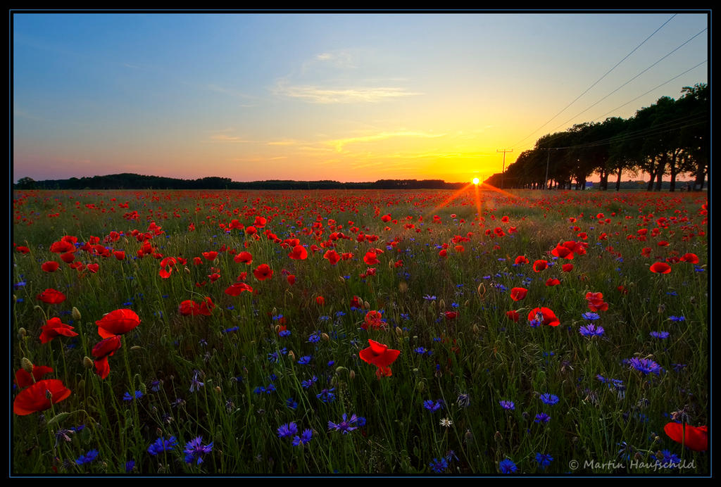 Cornflowers and Poppy