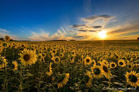 Sunflowers