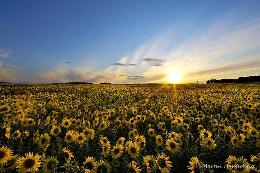 Sunflowers III