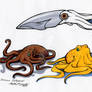 Three Cephalopods