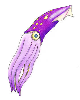 Squid