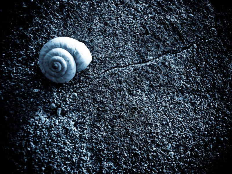 Rock Vs Shell Shell and Rock by hlibis on DeviantArt