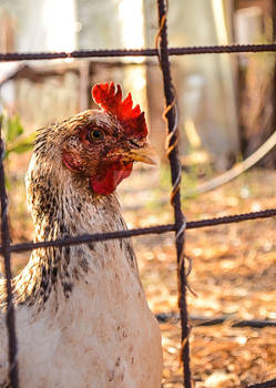 Rustic Chick