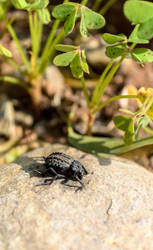 Bugging the sun