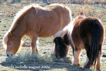 fuzzy ponies