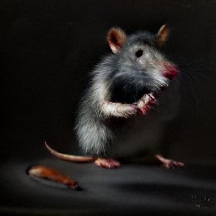 384 Rats Rat by KazmanVanaris on DeviantArt
