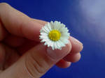 flower 2 by nicococo