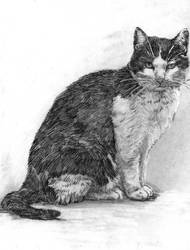 Pet Black n White Cat Portrait Drawing