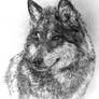 Timber Wolfish Dog Pet Portrait Drawing