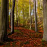 view into beeches forest