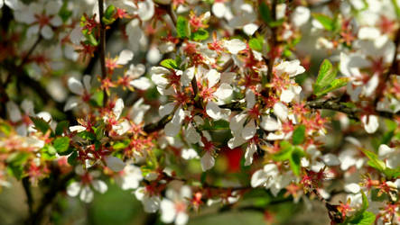 Blossoms Blossoms Blossoms